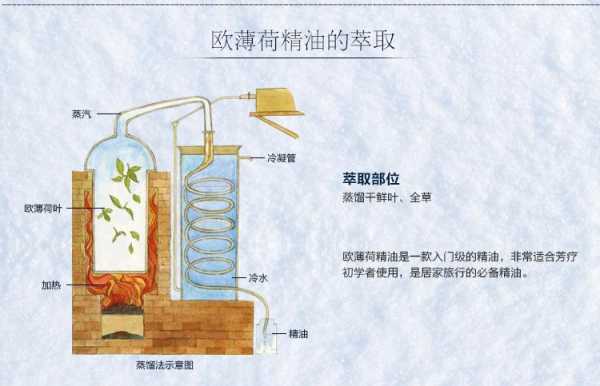 薄荷蒸馏的过程（薄荷蒸馏的过程图片）-图3
