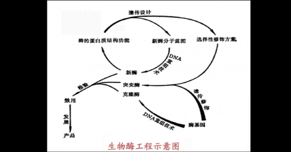 酶工程的基本过程（酶工程的基本过程包括）-图1