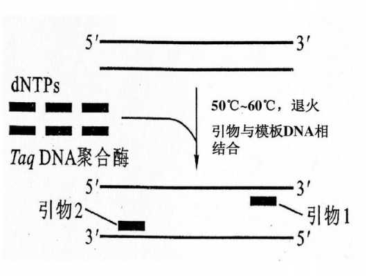 RNA为引物的过程（rna作为引物参与dna复制的原因）-图3
