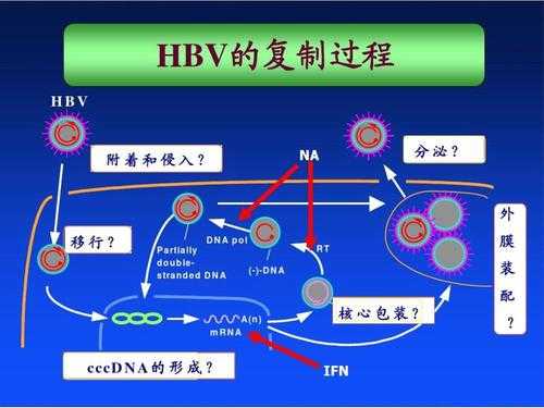 hbv复制过程（HBV复制过程图解）-图3