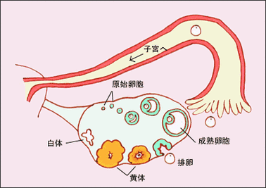 排卵过程图解（排卵演示）-图2