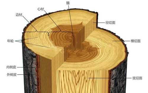 木材形成的过程（木材形成过程包括）-图1