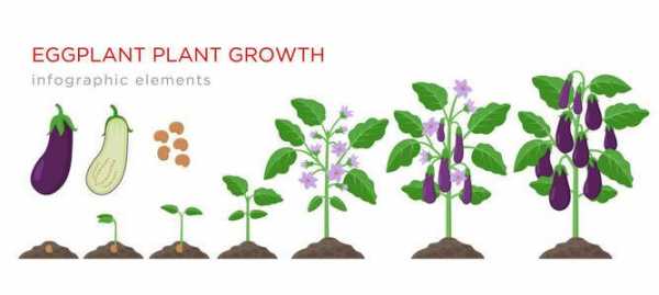 茄子种子生长过程（茄子生长过程手绘图）-图1