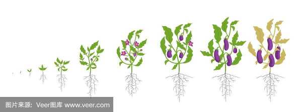 茄子种子生长过程（茄子生长过程手绘图）-图2