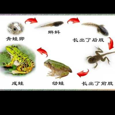 包含小蝌蚪变成青蛙的过程图片的词条-图2