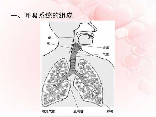 呼吸的过程简答（呼吸的过程简述）-图3