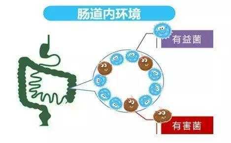 细菌进入肠道过程（细菌进入肠道过程视频）-图2