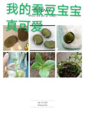 蚕豆成长过程小报（蚕豆成长记录图片）-图3