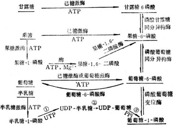 单糖合成淀粉的过程（单糖合成和转化途径）-图1