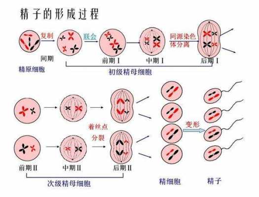 高中精子的形成过程的简单介绍-图2