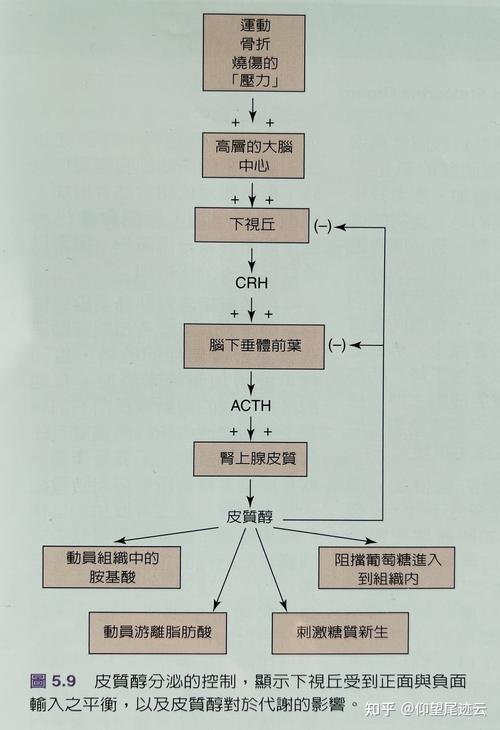 皮质醇合成过程（皮质醇原理）-图1