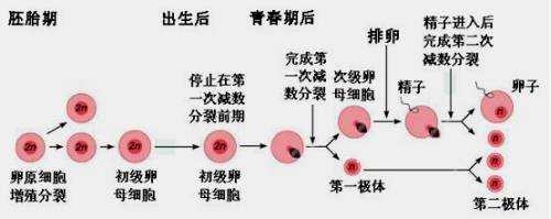 人的诞生过程（人的诞生过程中精卵结合）-图2