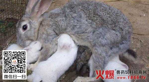 兔子繁殖过程（兔子繁殖后代的方式）-图1