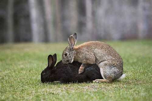 兔子繁殖过程（兔子繁殖后代的方式）-图3