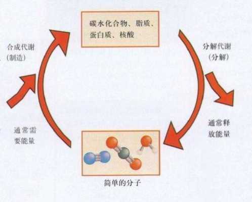细菌新陈代谢主要过程（细菌在新陈代谢过程中多数病原菌最适ph为）-图3