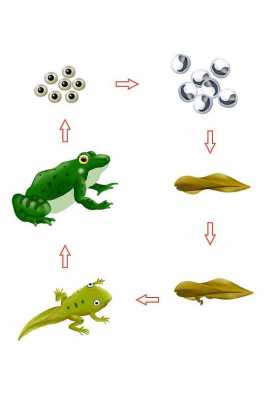 包含青蛙变化的过程图片的词条-图1