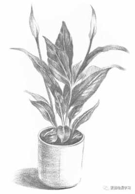 素描植物过程（素描植物过程描述）-图2