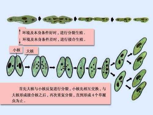 草屡虫生殖过程（草虫是什么?）-图1
