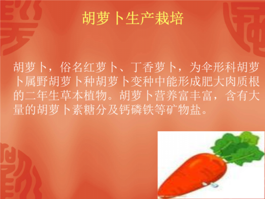种胡萝卜过程ppt（种胡萝卜过程图）-图2
