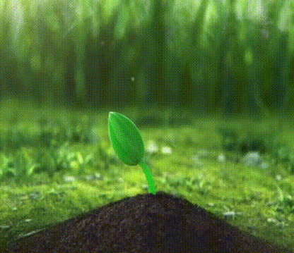 动态小草生长过程（小草生长的过程描写和图片）-图2