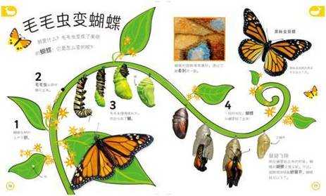 蝴蝶出壳过程图片（蝴蝶蜕壳的过程）-图1