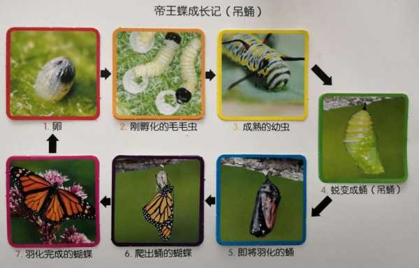 蝴蝶出壳过程图片（蝴蝶蜕壳的过程）-图3