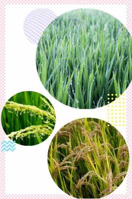 水稻的成熟过程包括（水稻的成熟过程包括哪些方面）-图2