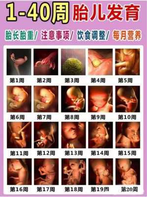 怀孕胚胎发育过程图（怀孕胚胎发育过程图片大全）-图1
