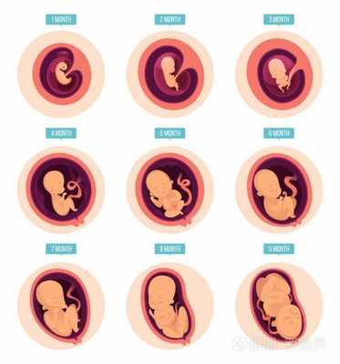 怀孕胚胎发育过程图（怀孕胚胎发育过程图片大全）-图2