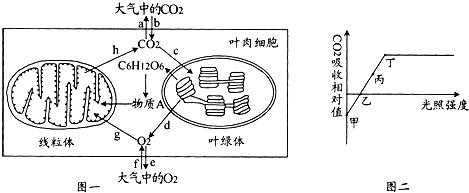 叶绿体消耗ATP的过程（叶绿体消耗水的过程称为什么）-图2