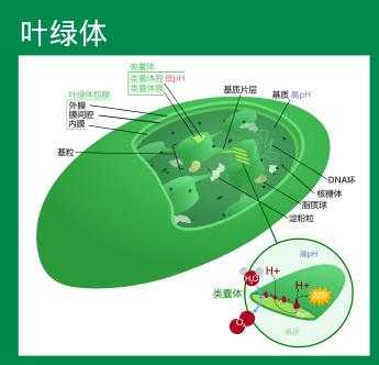 叶绿体消耗ATP的过程（叶绿体消耗水的过程称为什么）-图3