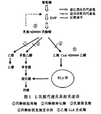 乳酸排出过程（乳酸排出过程图片）-图1