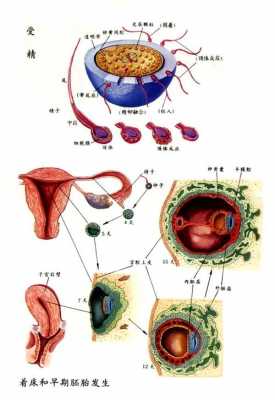 受精过程（受精过程示意图）-图2