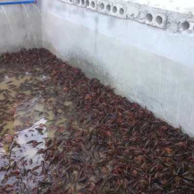 养殖龙虾的过程（养殖龙虾怎么养殖技术）-图1