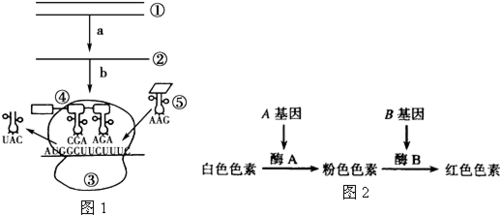 如图为基因表达的过程（图甲所示为基因表达过程）-图3
