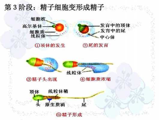 细胞变为精子过程（精细胞的变形过程）-图1