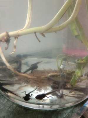 小蝌蚪饲养的过程（小蝌蚪饲养的过程图片）-图3
