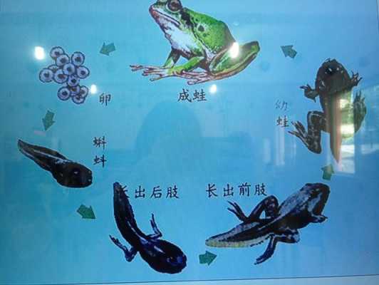 小蝌蚪饲养的过程（小蝌蚪饲养的过程图片）-图1