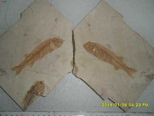 鱼化石的过程（鱼化石讲解）-图2