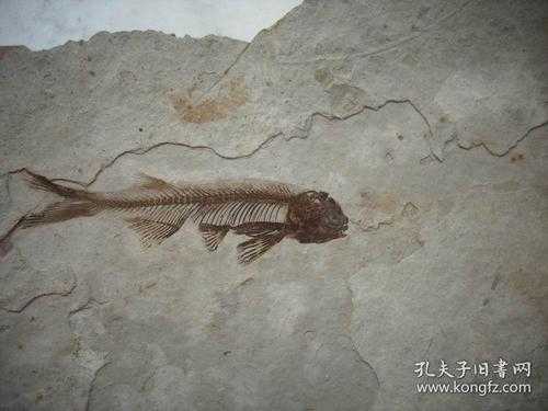 鱼化石的过程（鱼化石讲解）-图1