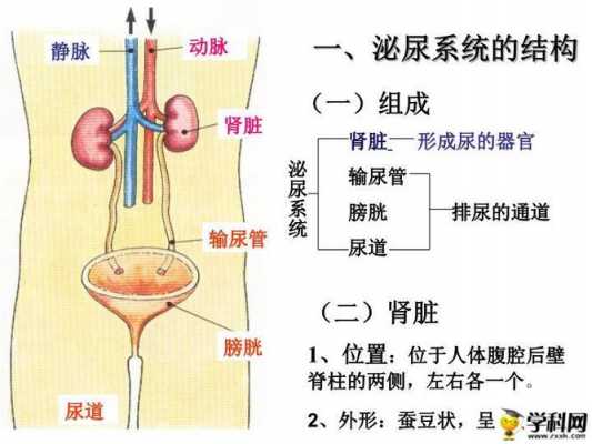 人体尿液排泄过程（人体的排尿）-图1