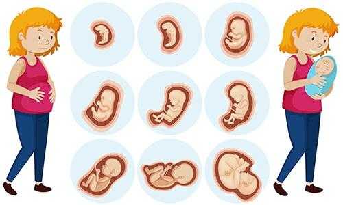 胎儿的成长过程（胎儿成长全过程图）-图2