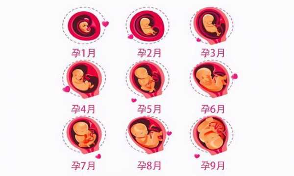 胎儿的成长过程（胎儿成长全过程图）-图3