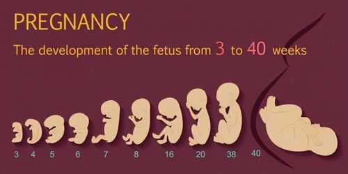 胎儿的成长过程（胎儿成长全过程图）-图1