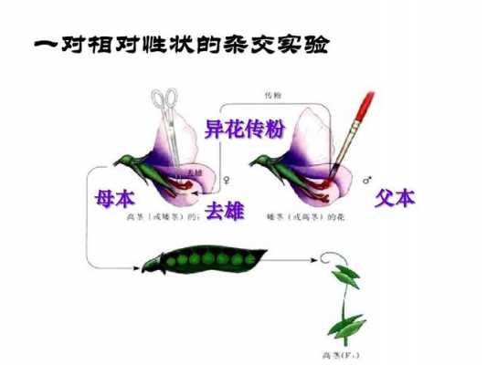 豌豆花杂交过程（豌豆花杂交过程图）-图3