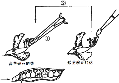 豌豆花杂交过程（豌豆花杂交过程图）-图2