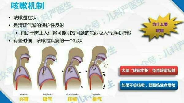 咳嗽的主要过程图片（咳嗽过程图解）-图1