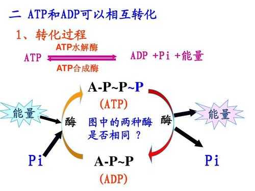 简述atp合成过程（atp的详细合成过程）-图1