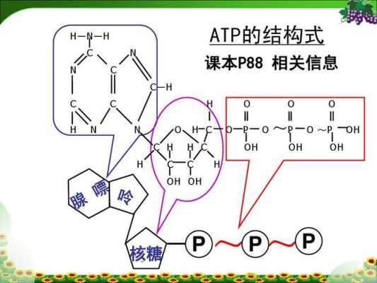 简述atp合成过程（atp的详细合成过程）-图2