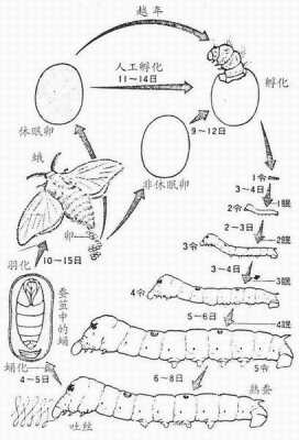 蚕蛹的蜕变过程（蚕蛹的蜕变过程图画简笔画）-图2